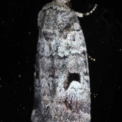 Thoracolopha flexirena (Zoned Noctuid) at Ainslie, ACT - 9 Nov 2020 by jbromilow50