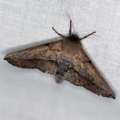 Antictenia punctunculus (A geometer moth) at Forde, ACT - 6 Nov 2020 by ibaird