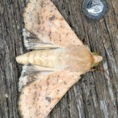 Helicoverpa armigera (Cotton bollworm, Corn earworm) at Ainslie, ACT - 7 Nov 2020 by jb2602