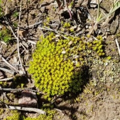 Unidentified Moss, Liverwort or Hornwort at Bruce, ACT - 9 Nov 2020 by tpreston