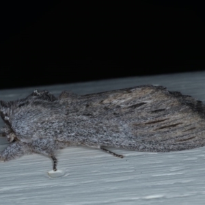 Destolmia lineata at Ainslie, ACT - 9 Nov 2020 11:04 PM