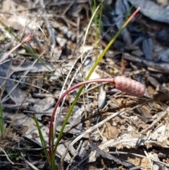 Romulea rosea var. australis at Bruce, ACT - 10 Nov 2020