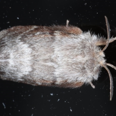 Pernattia pusilla (She-Oak Moth) at Ainslie, ACT - 9 Nov 2020 by jbromilow50