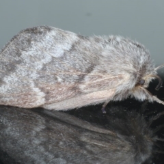 Pernattia pusilla at Ainslie, ACT - 9 Nov 2020