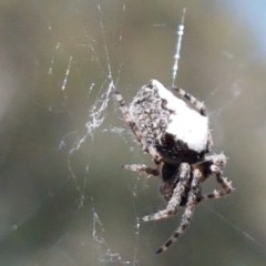 Socca pustulosa (Knobbled Orbweaver) at Flea Bog Flat, Bruce - 10 Nov 2020 by tpreston