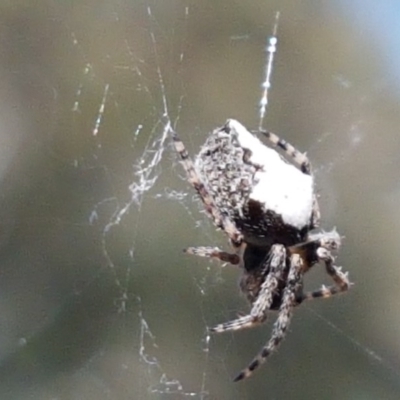 Socca pustulosa (Knobbled Orbweaver) at Bruce, ACT - 10 Nov 2020 by trevorpreston