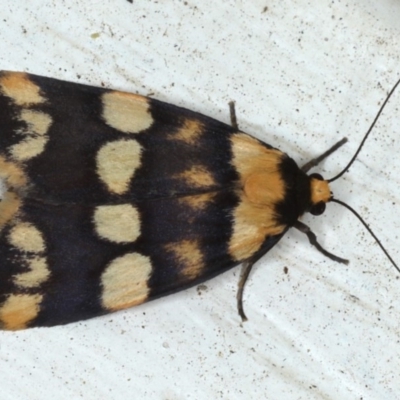 Termessa zonophanes (Double Yellow-patched Footman) at Ainslie, ACT - 9 Nov 2020 by jbromilow50