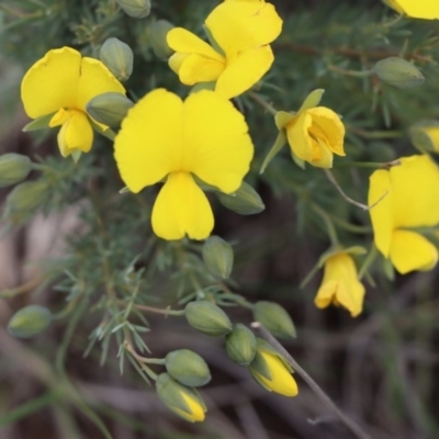 Gompholobium huegelii (pale wedge–pea) at Gundaroo, NSW - 2 Nov 2020 by Gunyijan