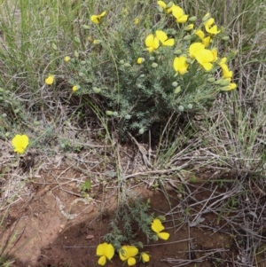 Gompholobium huegelii at Gundaroo, NSW - 2 Nov 2020