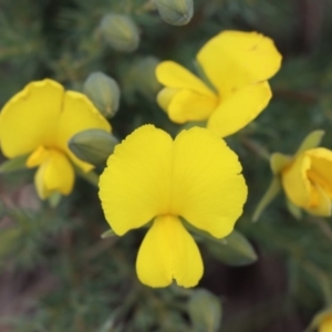 Gompholobium huegelii at Gundaroo, NSW - 2 Nov 2020