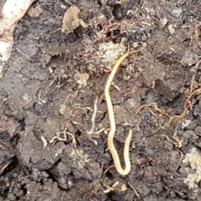 Geophilomorpha sp. (order) (Earth or soil centipede) at Bruce, ACT - 10 Nov 2020 by trevorpreston