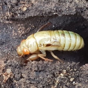 Cicadettini sp. (tribe) at Bruce, ACT - 10 Nov 2020