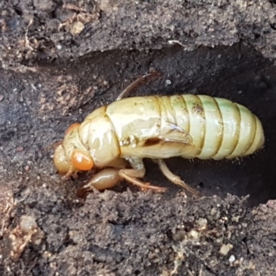 Cicadettini sp. (tribe) (Cicada) at Flea Bog Flat, Bruce - 9 Nov 2020 by tpreston