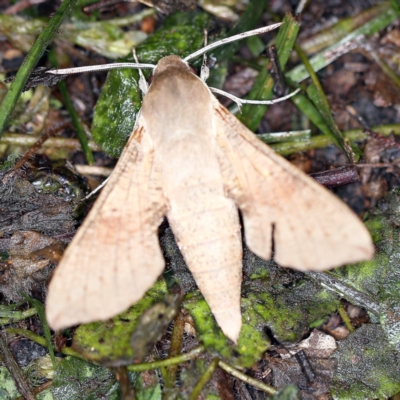 Hippotion scrofa (Coprosma Hawk Moth) at Forde, ACT - 6 Nov 2020 by ibaird
