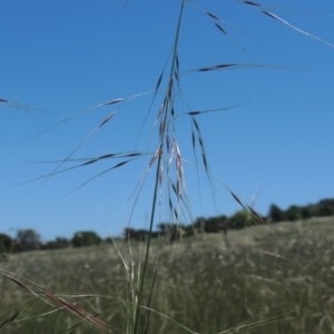 Austrostipa bigeniculata at Hume, ACT - 8 Nov 2020