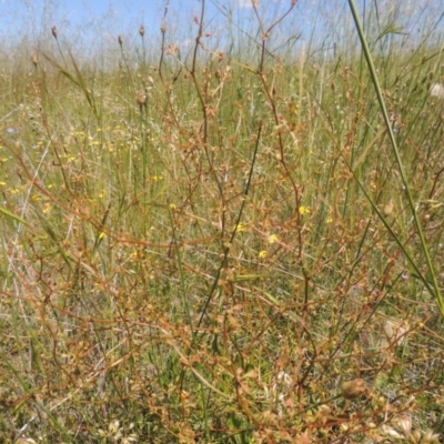 Rumex dumosus (Wiry Dock) at Hume, ACT - 8 Nov 2020 by michaelb