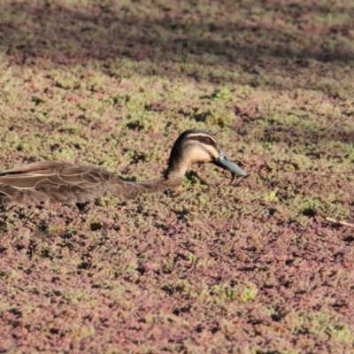 Anas superciliosa (Pacific Black Duck) at Splitters Creek, NSW - 10 Nov 2020 by PaulF