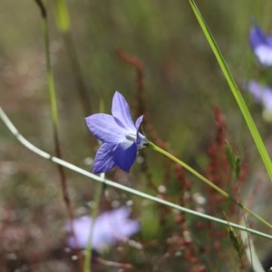 Wahlenbergia multicaulis at Gundaroo, NSW - 9 Nov 2020 02:58 PM