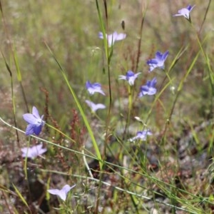 Wahlenbergia multicaulis at Gundaroo, NSW - 9 Nov 2020 02:58 PM