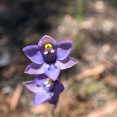 Thelymitra sp. (pauciflora complex) (Sun Orchid) at Throsby, ACT - 10 Nov 2020 by JasonC