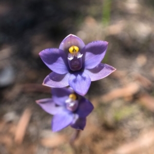 Thelymitra sp. (pauciflora complex) at Throsby, ACT - 10 Nov 2020