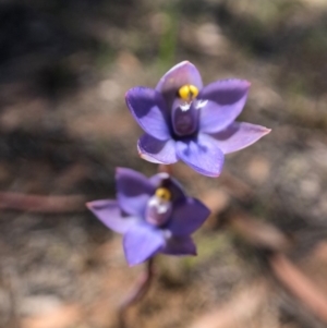 Thelymitra sp. (pauciflora complex) at Throsby, ACT - 10 Nov 2020