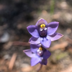 Thelymitra sp. (pauciflora complex) at Throsby, ACT - 10 Nov 2020