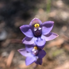 Thelymitra sp. (pauciflora complex) at Throsby, ACT - suppressed