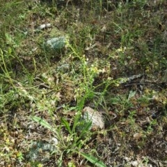 Hackelia suaveolens (Sweet Hounds Tongue) at Symonston, ACT - 10 Nov 2020 by Mike