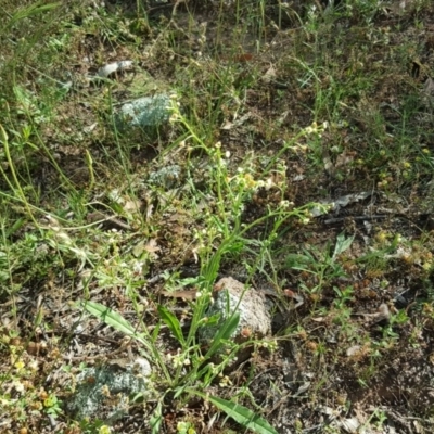 Hackelia suaveolens (Sweet Hounds Tongue) at Symonston, ACT - 10 Nov 2020 by Mike