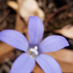 Wahlenbergia luteola (Yellowish Bluebell) at Bass Gardens Park, Griffith - 10 Nov 2020 by SRoss