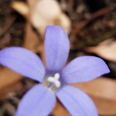 Wahlenbergia luteola (Yellowish Bluebell) at Griffith, ACT - 10 Nov 2020 by SRoss