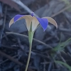 Wahlenbergia luteola (Yellowish Bluebell) at Kambah, ACT - 10 Nov 2020 by RosemaryRoth