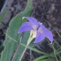 Wahlenbergia luteola at Kambah, ACT - 10 Nov 2020