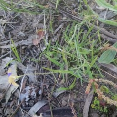 Wahlenbergia luteola at Kambah, ACT - 10 Nov 2020