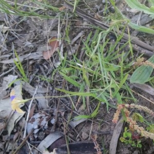 Wahlenbergia luteola at Kambah, ACT - 10 Nov 2020