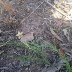 Wahlenbergia luteola at Kambah, ACT - 10 Nov 2020