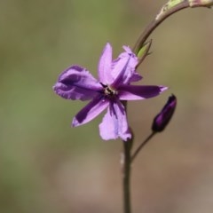 Arthropodium fimbriatum (Nodding Chocolate Lily) at Hughes, ACT - 10 Nov 2020 by LisaH