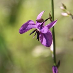 Arthropodium fimbriatum at Hughes, ACT - 10 Nov 2020 11:12 AM