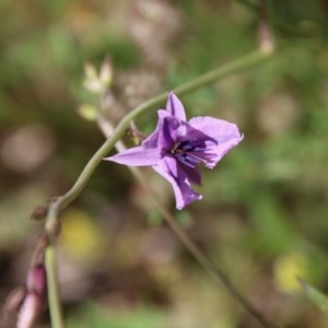 Arthropodium fimbriatum at Hughes, ACT - 10 Nov 2020