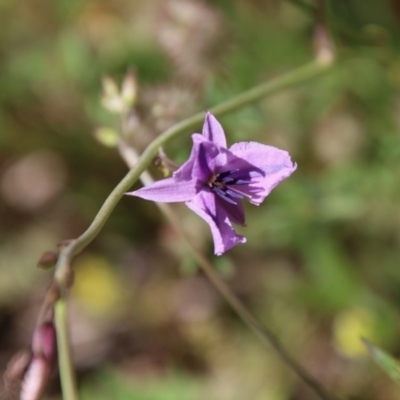 Arthropodium fimbriatum (Nodding Chocolate Lily) at Hughes, ACT - 10 Nov 2020 by LisaH