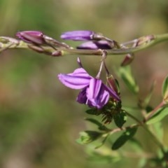 Arthropodium fimbriatum at Hughes, ACT - 10 Nov 2020 11:16 AM