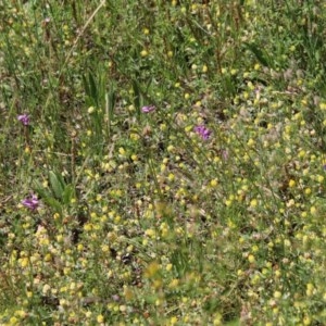 Arthropodium fimbriatum at Hughes, ACT - 10 Nov 2020