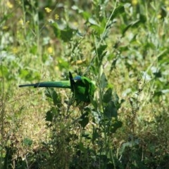 Polytelis swainsonii at Hughes, ACT - suppressed