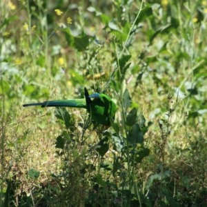 Polytelis swainsonii at Hughes, ACT - suppressed