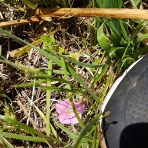 Convolvulus angustissimus subsp. angustissimus at Griffith, ACT - 6 Nov 2020