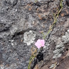 Convolvulus angustissimus subsp. angustissimus at Griffith, ACT - 6 Nov 2020