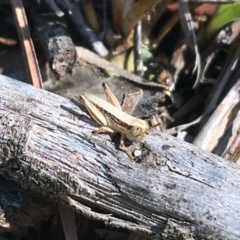 Praxibulus sp. (genus) (A grasshopper) at Bruce, ACT - 9 Nov 2020 by Ned_Johnston