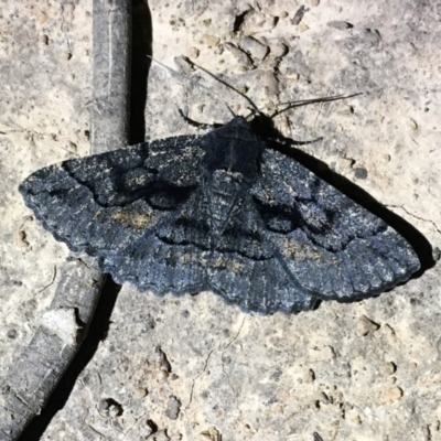 Melanodes anthracitaria (Black Geometrid) at Stromlo, ACT - 7 Nov 2020 by Ned_Johnston