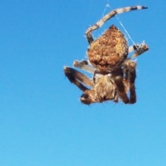 Socca pustulosa (Knobbled Orbweaver) at Budjan Galindji (Franklin Grassland) Reserve - 10 Nov 2020 by tpreston